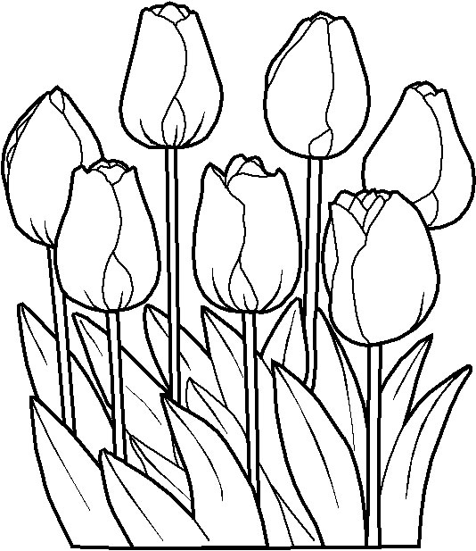 Desenho de Flores - Risco de flores para pintar 