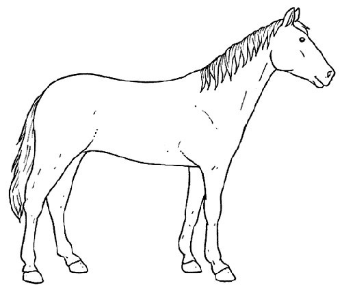 Desenhos de Cavalos para Colorir - Colorir.com